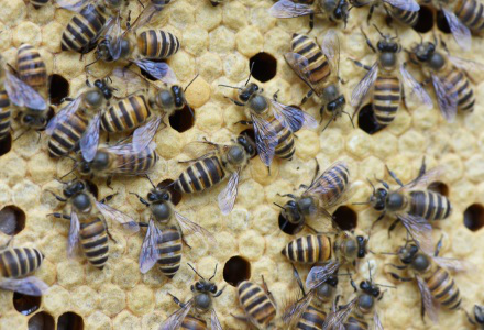 农药对养蜂业的影响（农药对蜜蜂和蜂产品的危害）