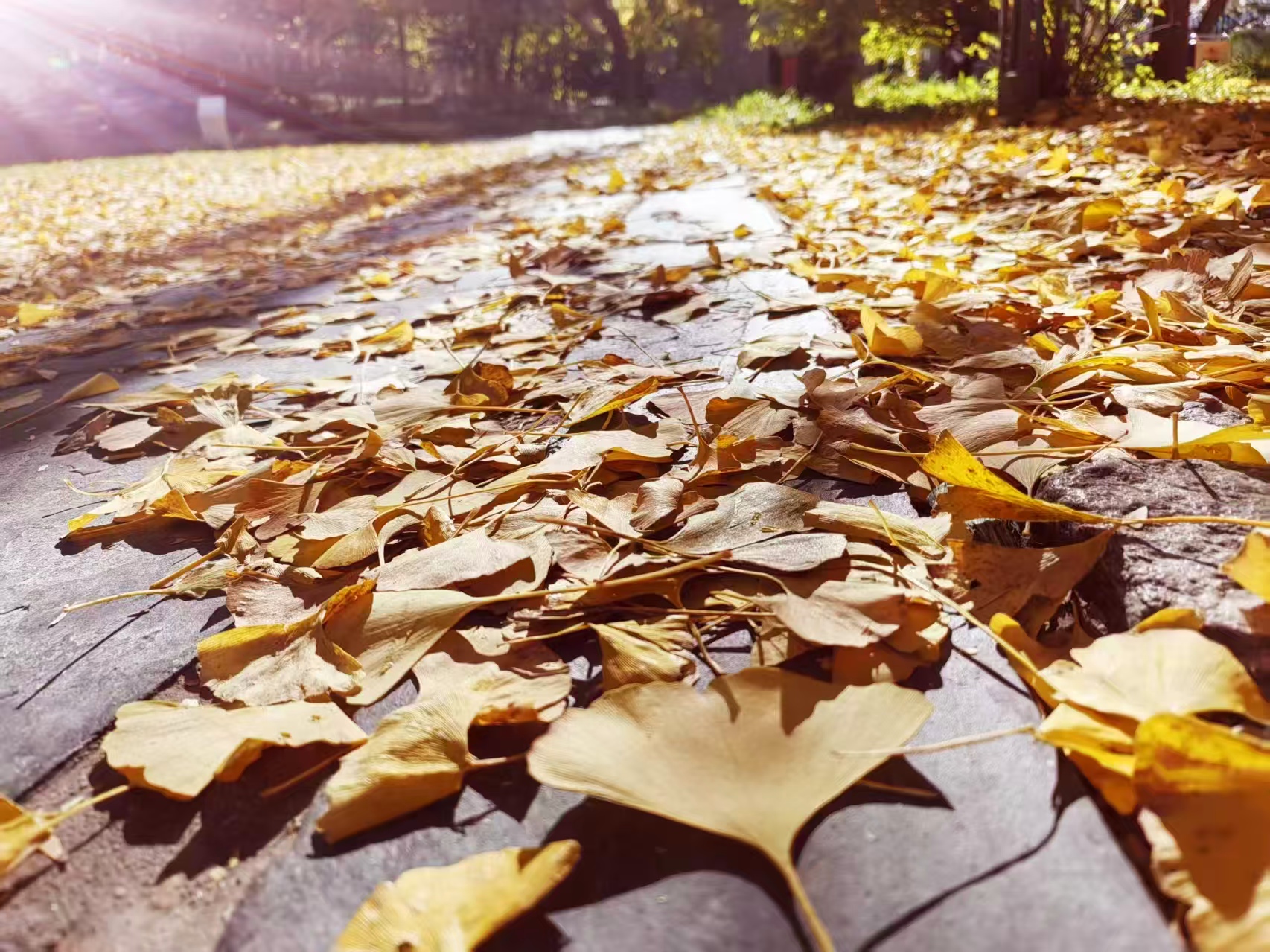 37.一地秋黄 半程晴光(刘曼 摄).jpg