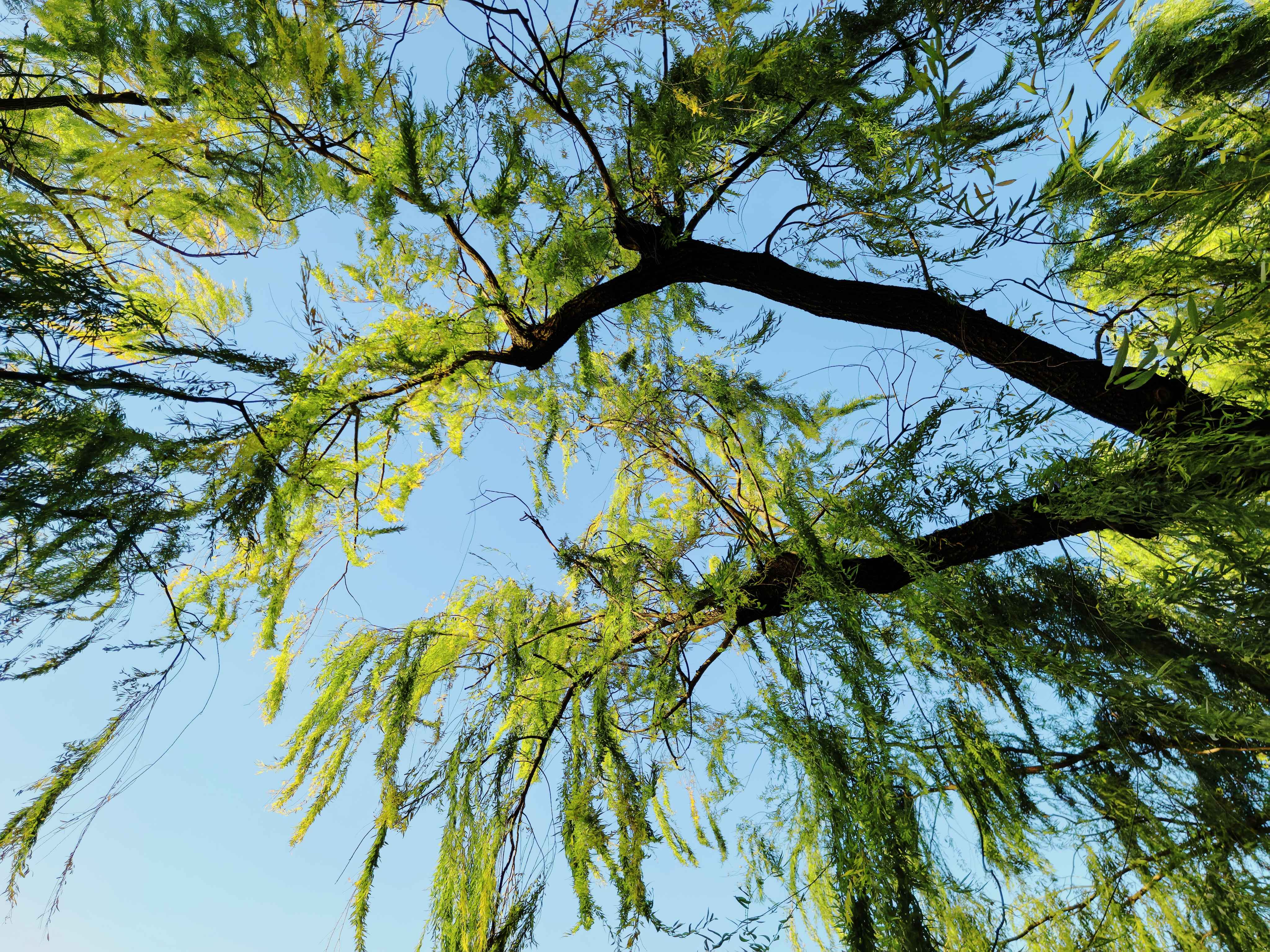 36.仰望(李海芬 摄)(1).jpg