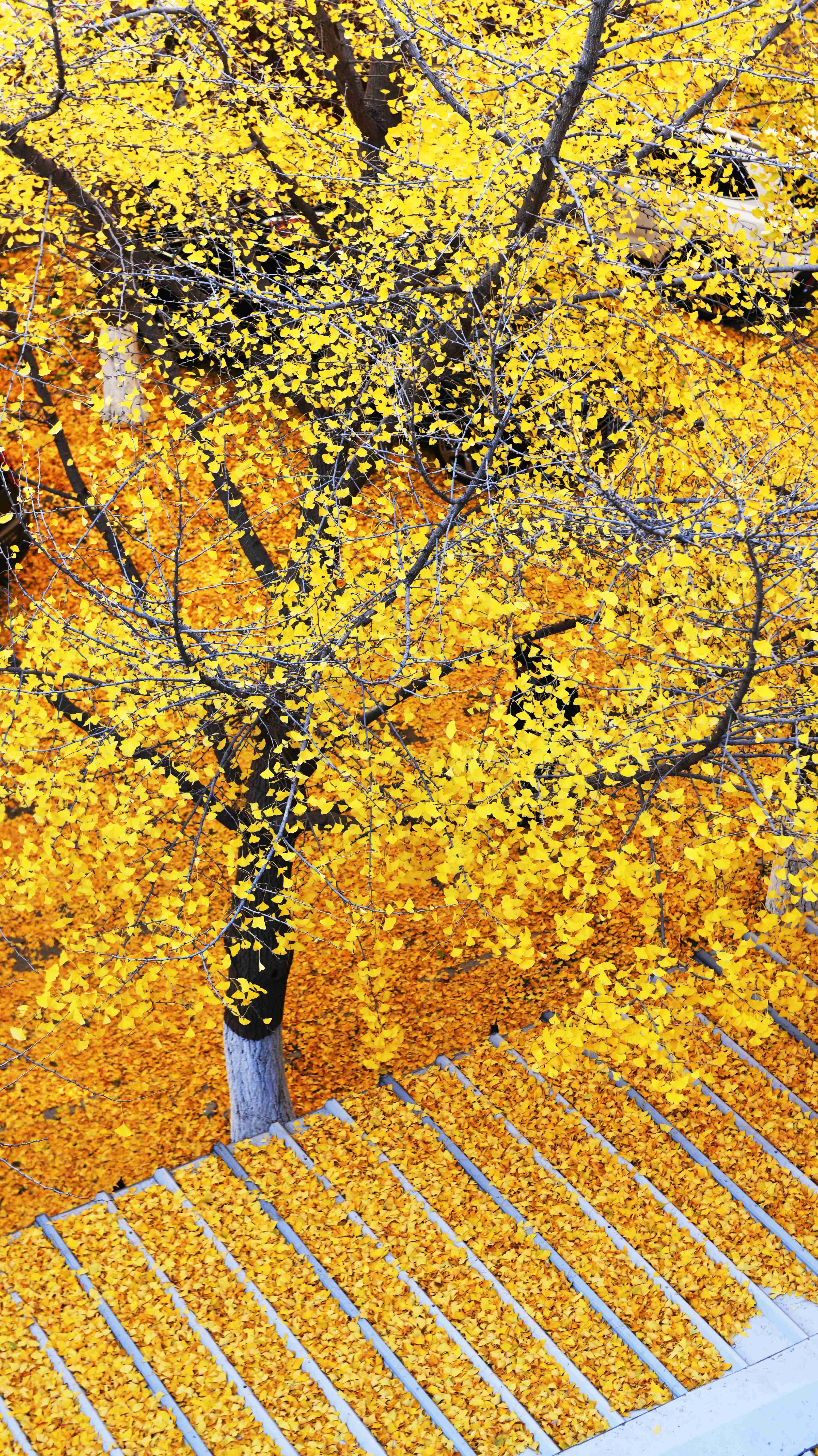 22.秋天的形状（刘世丽 摄）(1).jpg