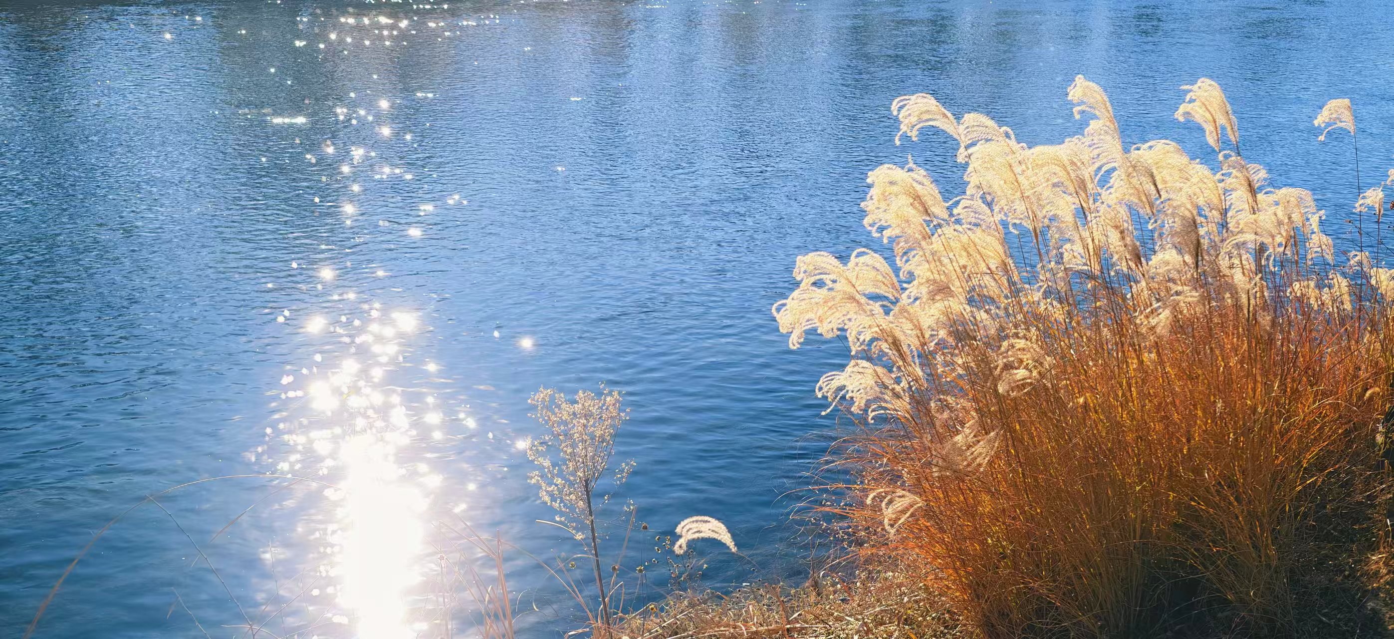 13.秋波金絮（谢文闻 摄）.jpg