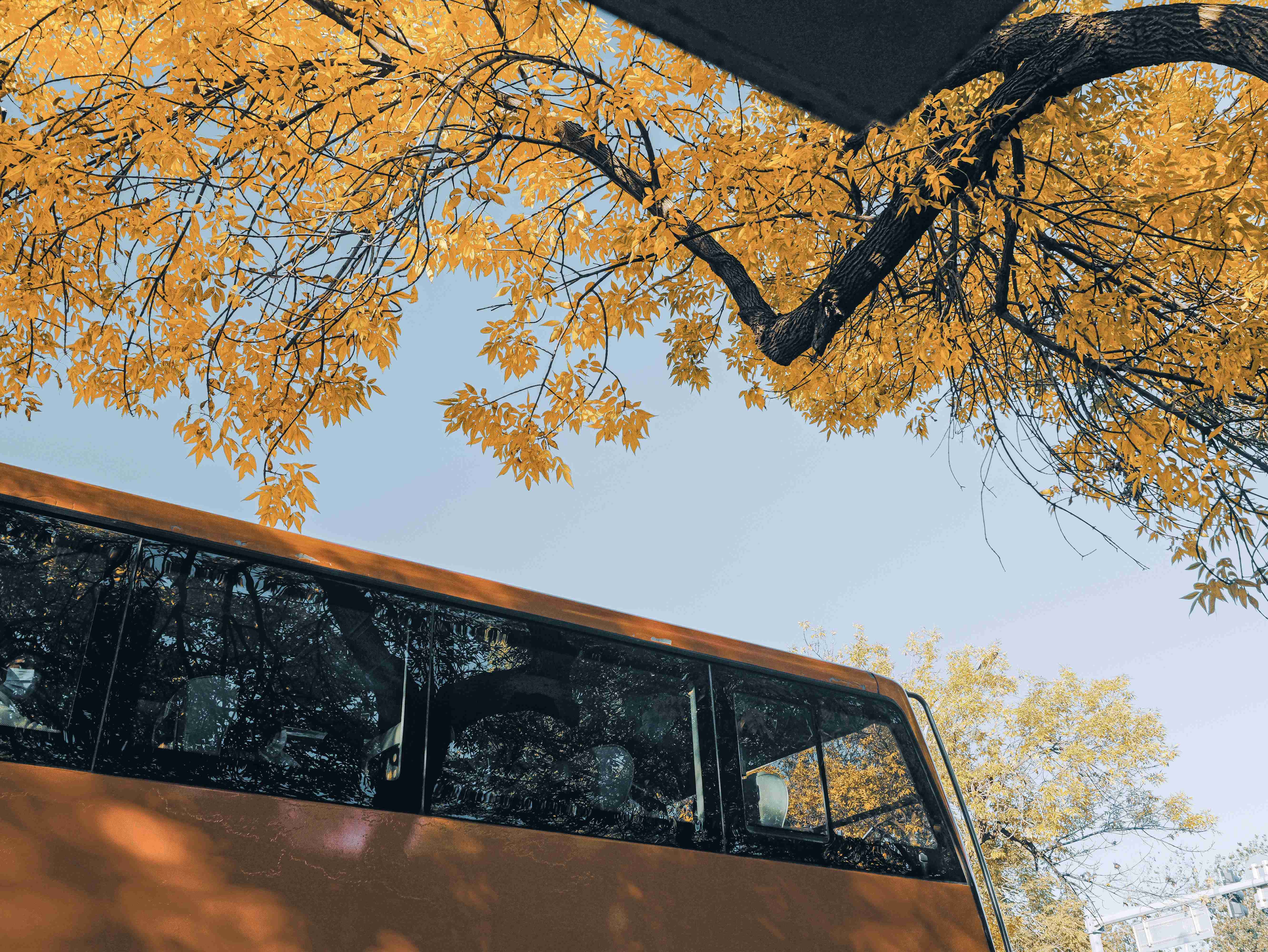 31.秋途.暖光(钟实 摄)(1).jpg