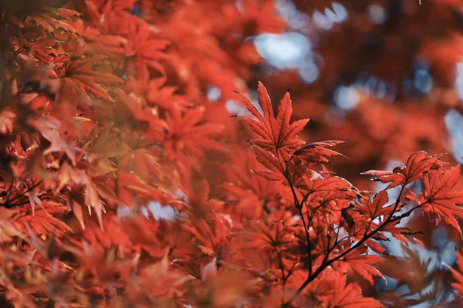 15.枫叶红颜（刘汉锁 摄）.jpg