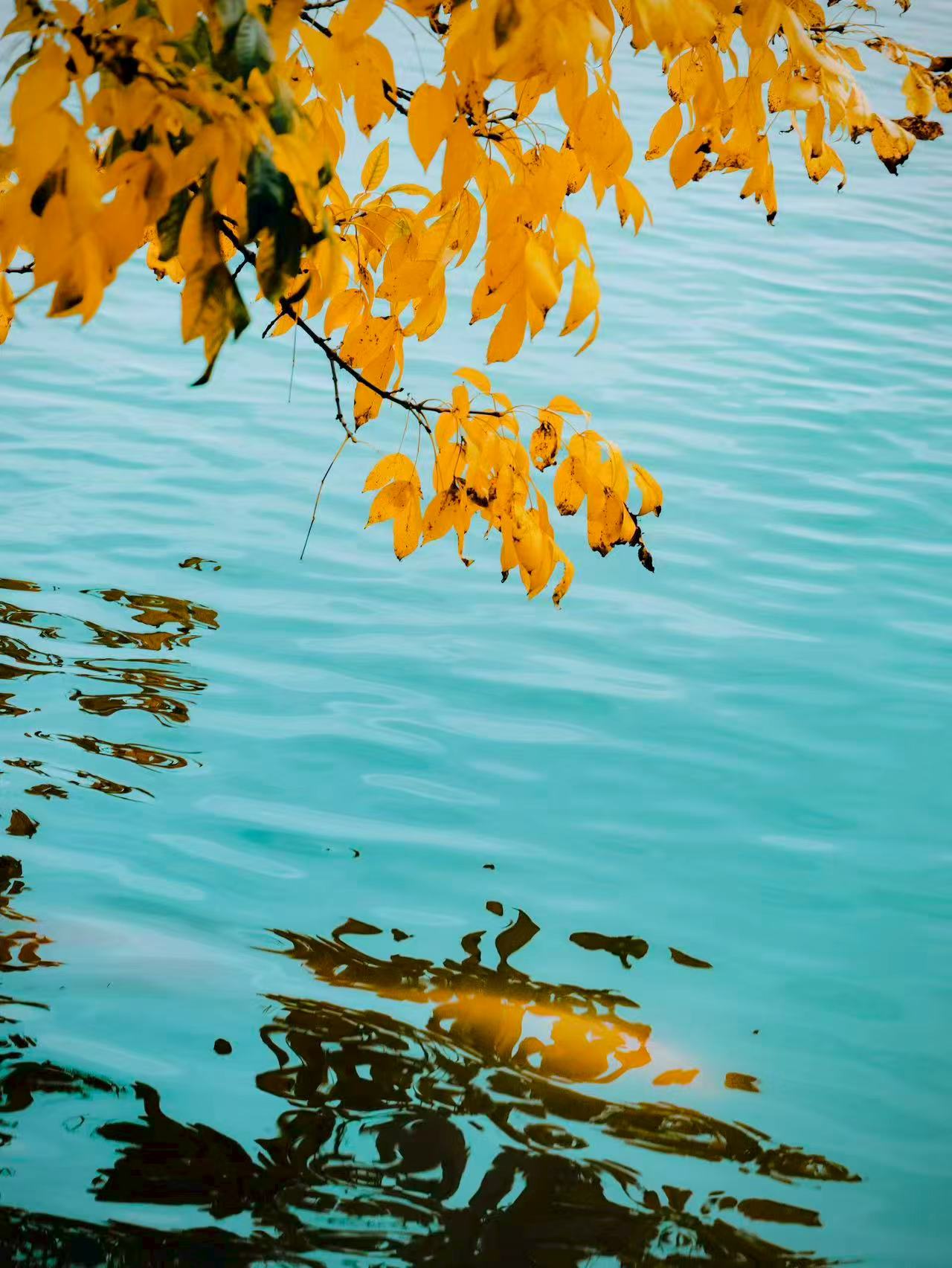 9.水画金秋（徐书法 摄）.jpg