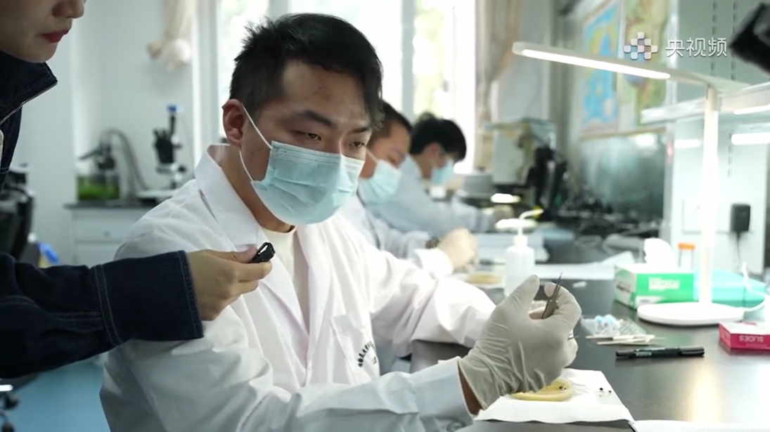 12.蜜蜂形态鉴定实况（单金琼 摄）.png