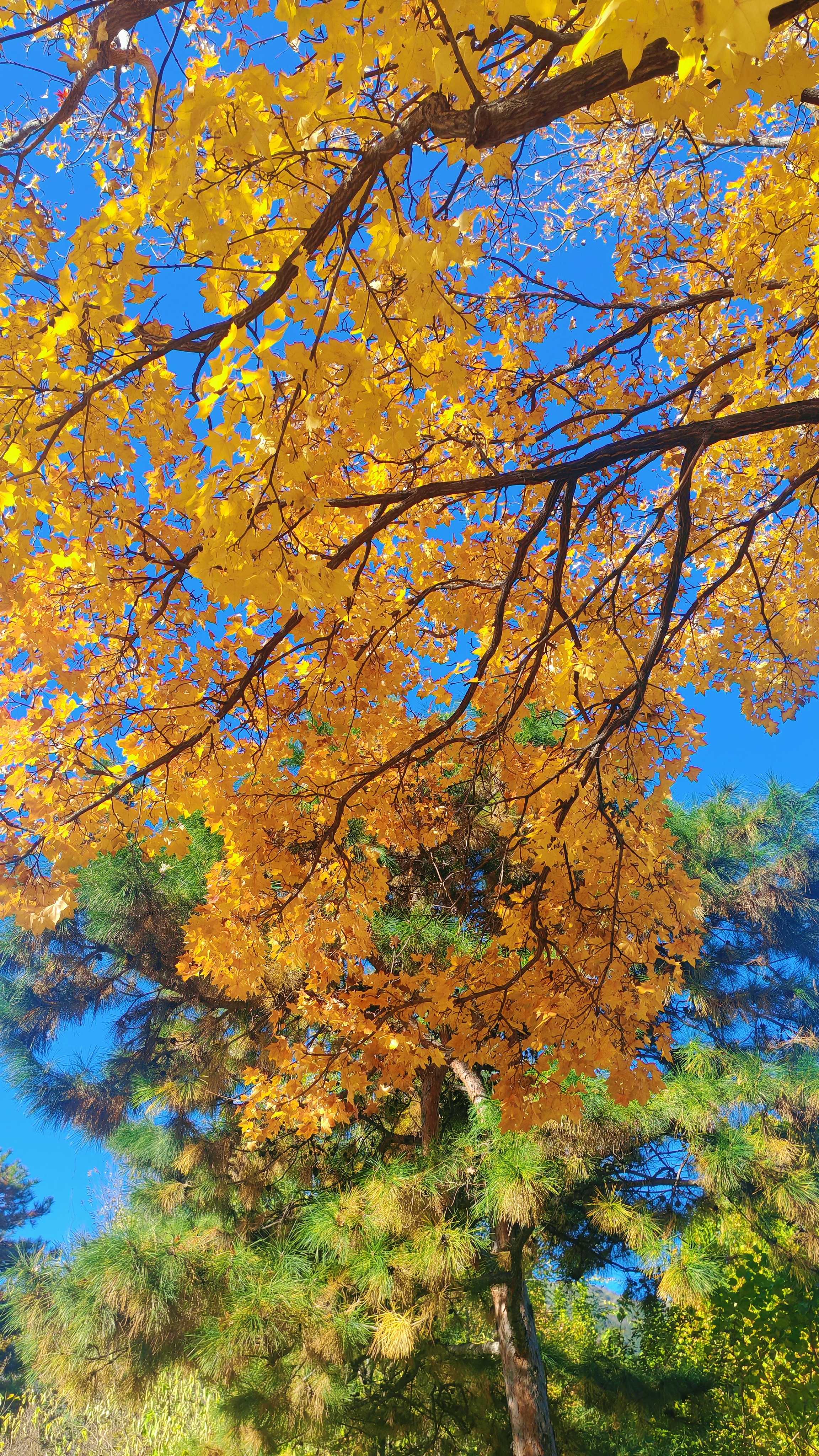 50.金叶织秋 杏语蓝天（王建梅 摄）(1).jpg