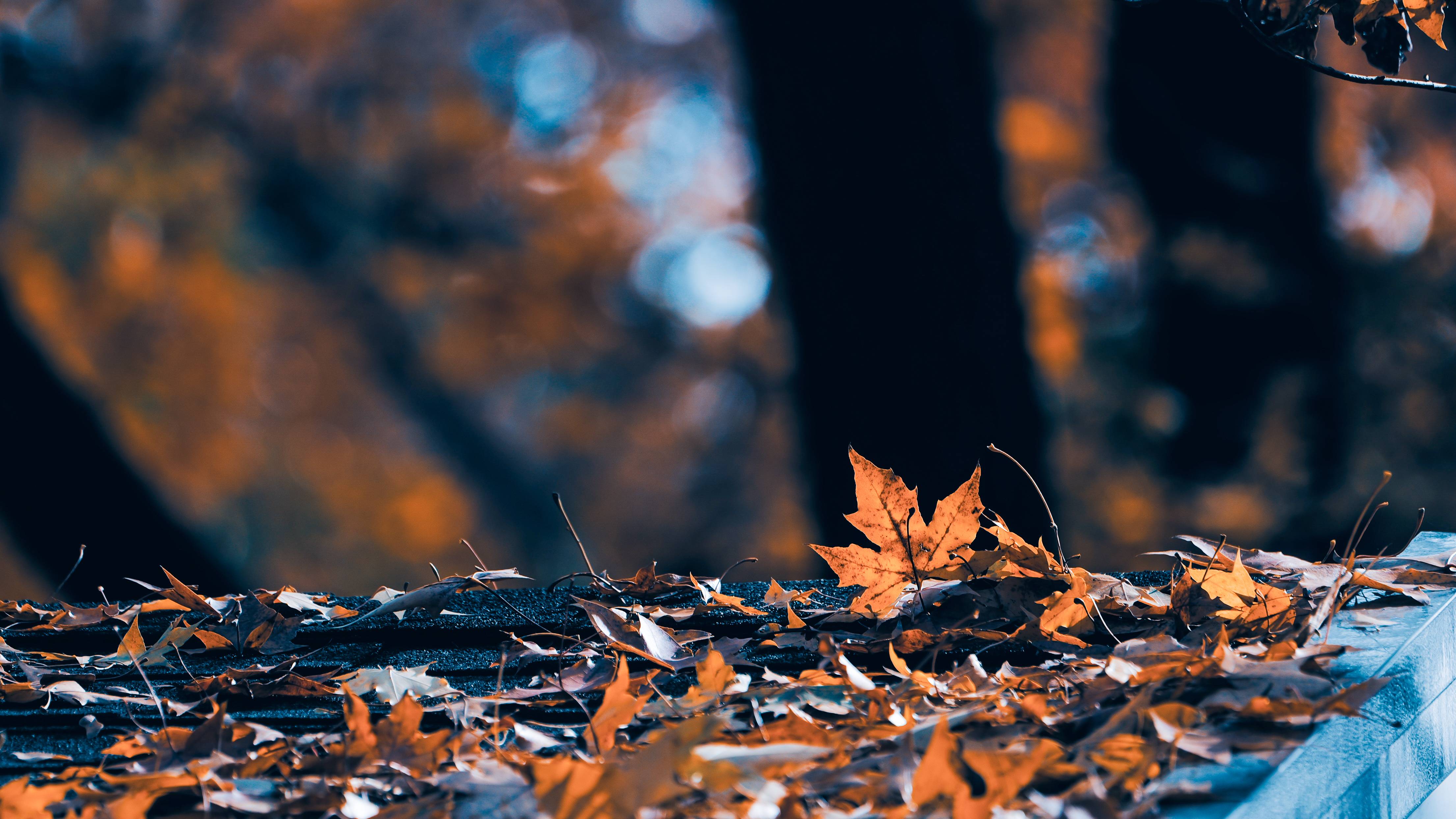 4.秋韵.落叶之静美(钟实  摄）(1).jpg