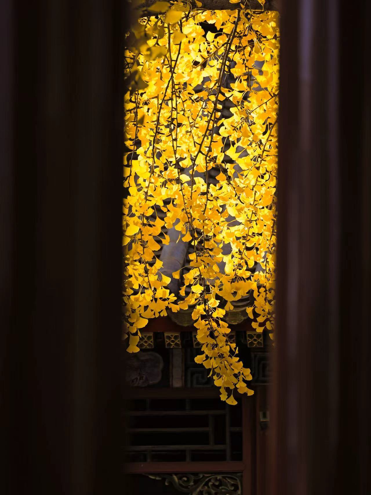 11.长忆书签（武江利 摄）.jpg