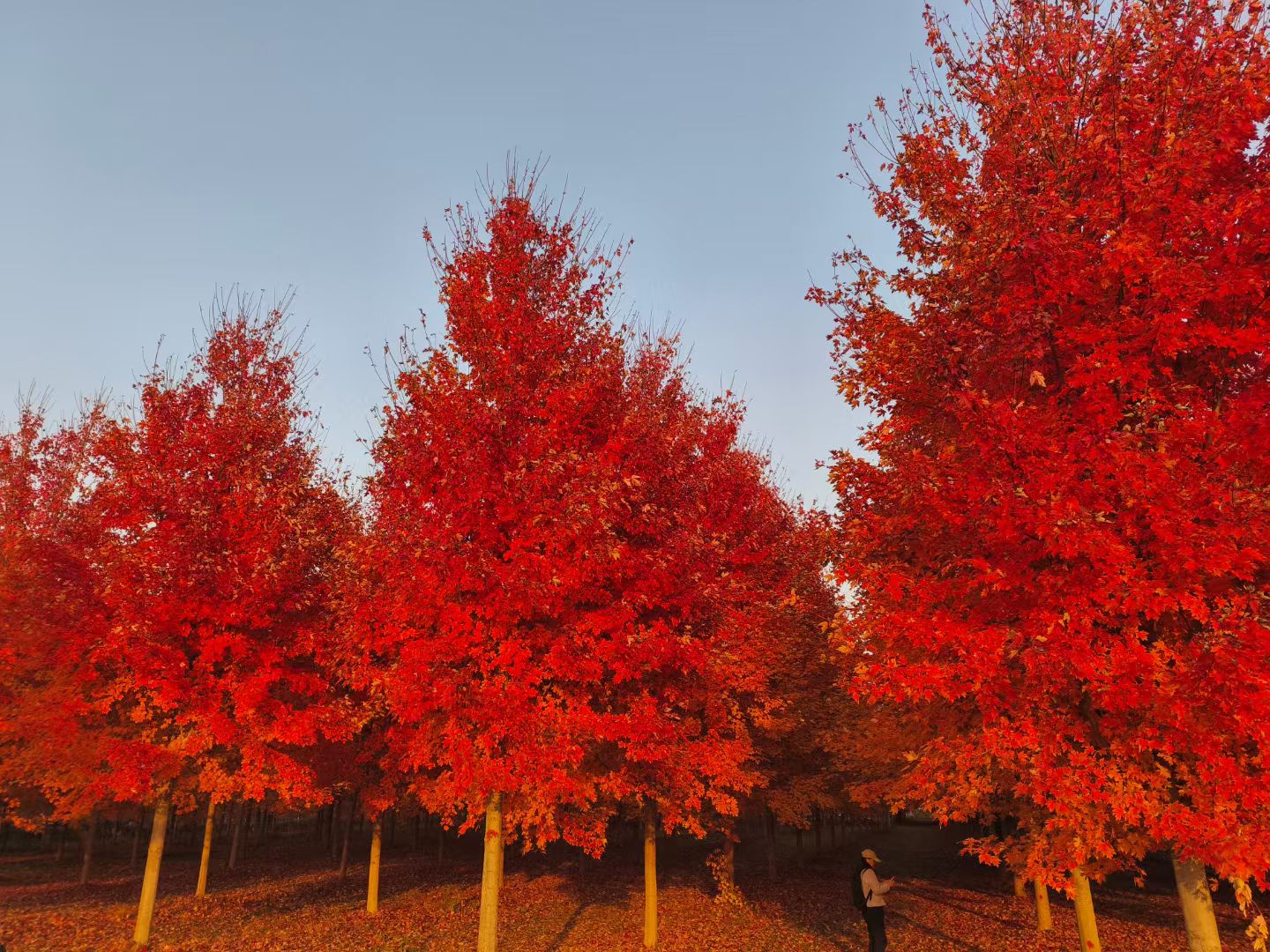 21.秋野红枫醉游人（张文秋 摄）.jpg