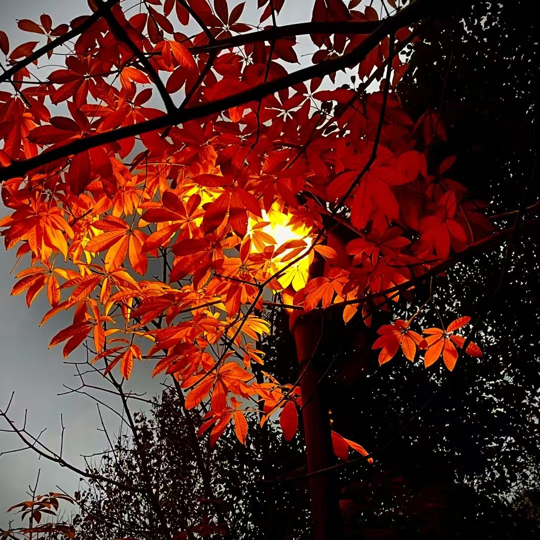 25.枫间逐月（韩宾 摄）.jpg