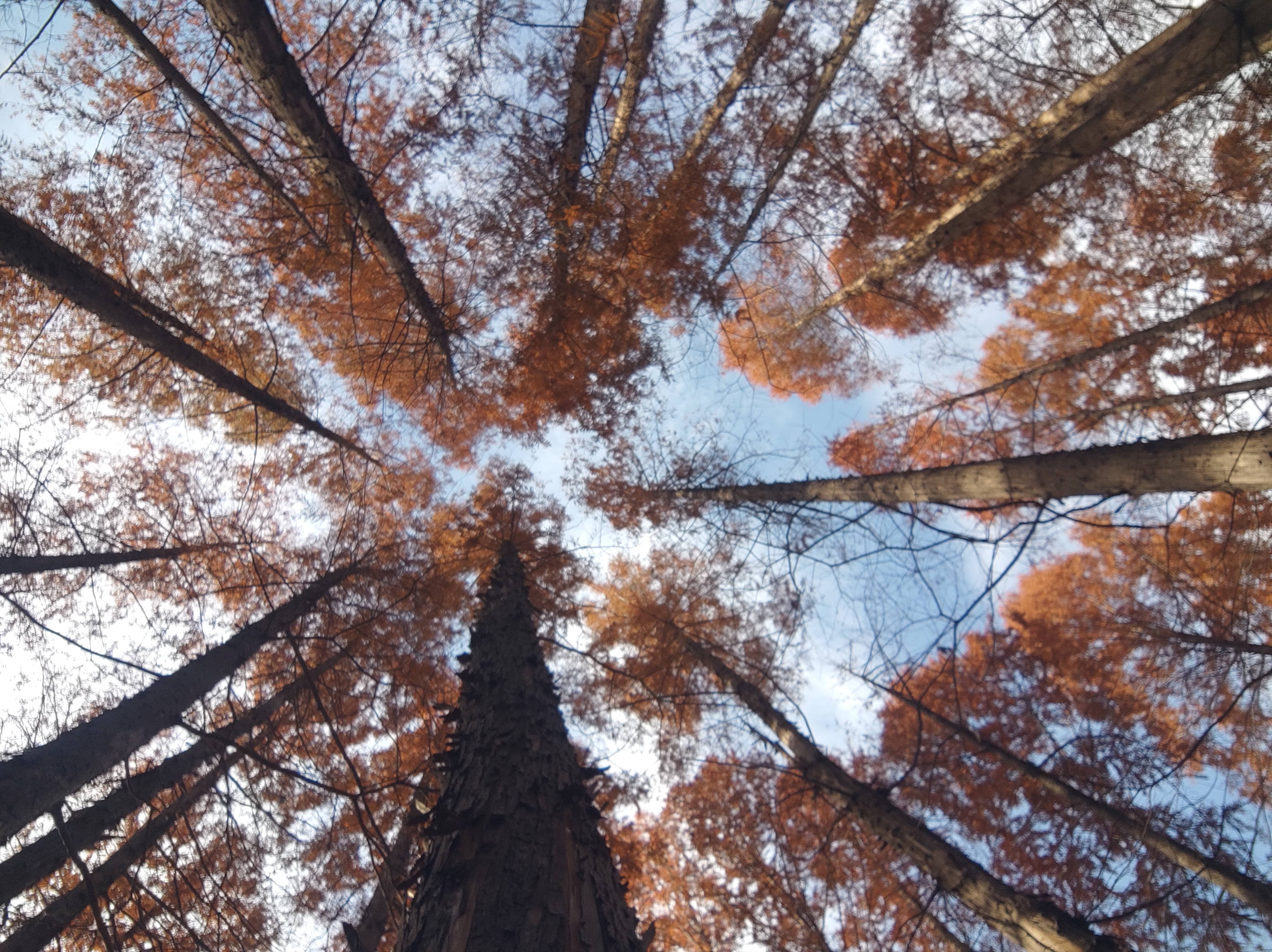 43.天杉（代平礼 摄）(1).jpg