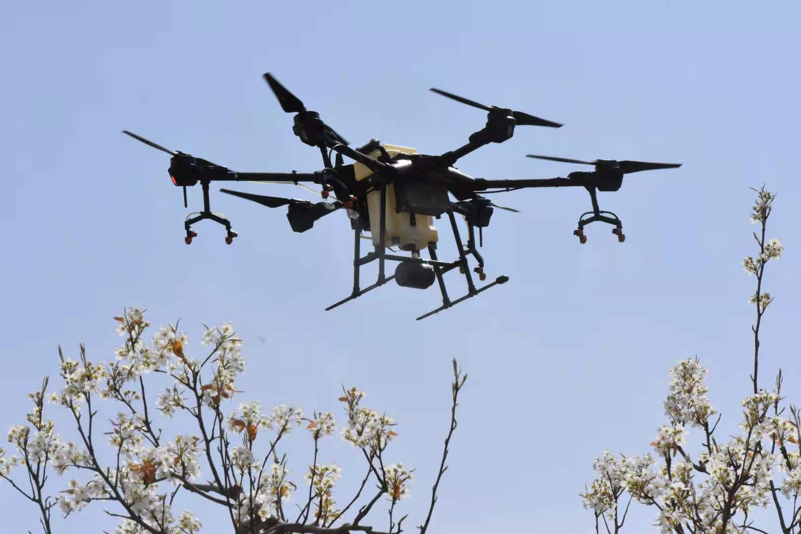 中国农业科学院蜜蜂研究所 - 无人机接力小蜜蜂助力香梨产业发展